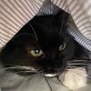 50pluscats